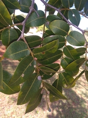 Copaifera langsdorffii