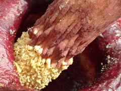 Amorphophallus henryi