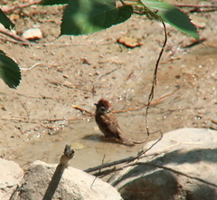 Passer montanus