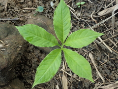 Amorphophallus henryi