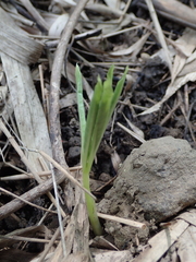 Amorphophallus henryi