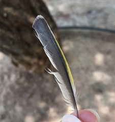 Chloris chloris aurantiiventris