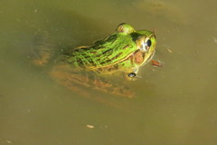 Lithobates lenca