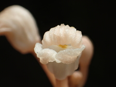 Didymoplexis pallens