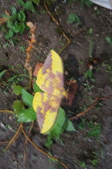 Eacles imperialis cacicus