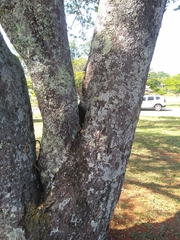 Copaifera langsdorffii