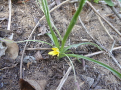 Hypoxis angustifolia