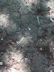 Chloris chloris aurantiiventris