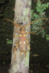Eburia pedestris
