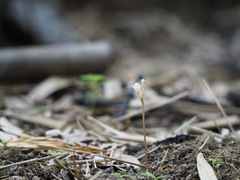 Didymoplexis pallens