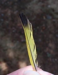 Chloris chloris aurantiiventris