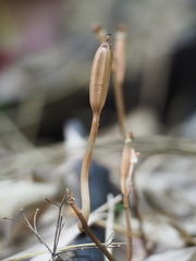 Didymoplexis pallens