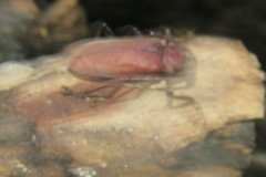 Strongylaspis