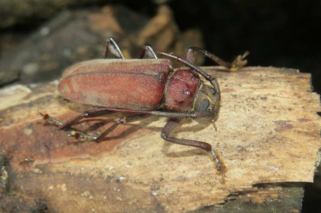 Strongylaspis bullata