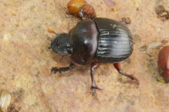 Dichotomius carolinus