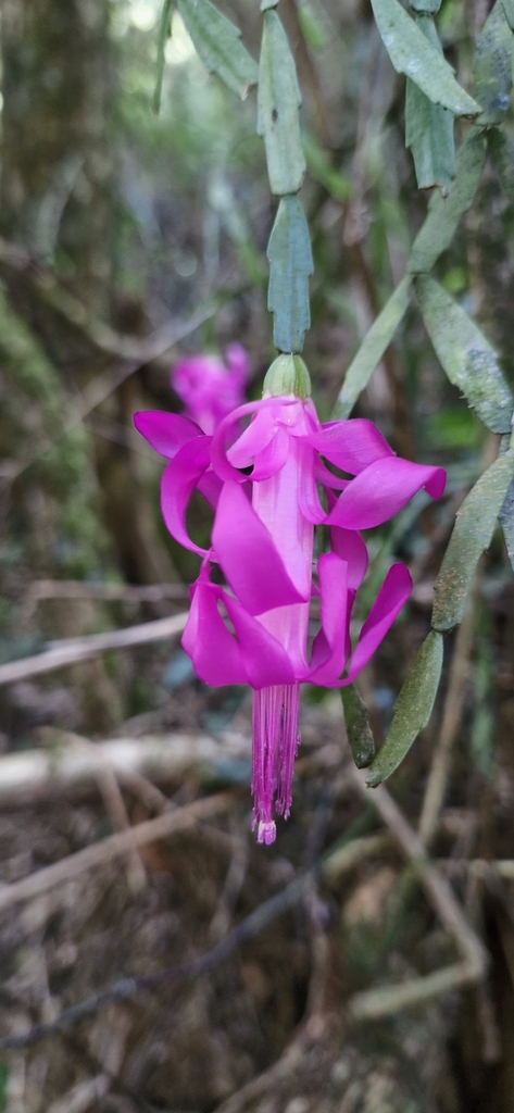 Foto de Flor-de-maio
