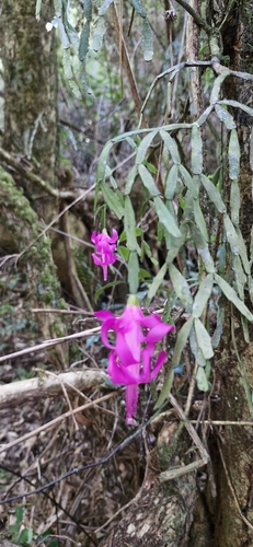 Foto de Flor-de-maio