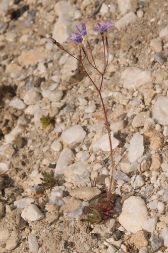 Image of Gilia cana by (c) Steve Matson, some rights reserved (CC BY)