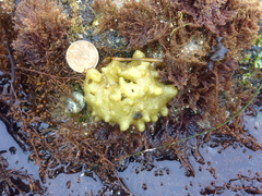 Colpomenia tuberculata