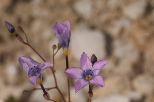 Image of Gilia cana by (c) Steve Matson, some rights reserved (CC BY)