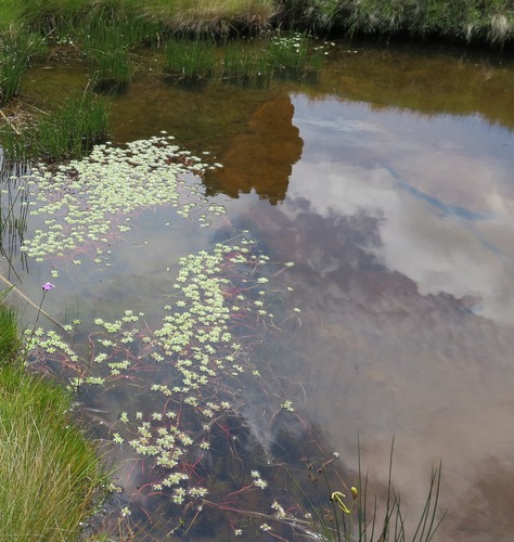 Image of Lindernia conferta by (c) Hlengiwe Mtshali, some rights reserved (CC BY-SA)
