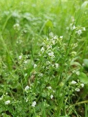 Veronica serpyllifolia