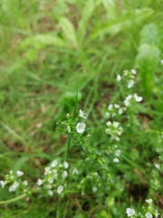 Veronica serpyllifolia