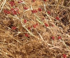 Helichrysum sanguineum