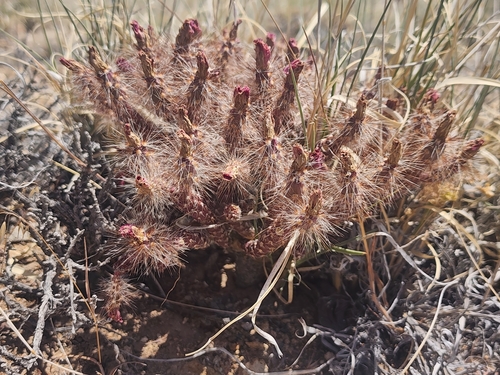 Image of Micropuntia pulchella by (c) Trevor Harding, some rights reserved (CC BY)