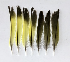 Chloris chloris aurantiiventris