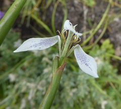 Moraea brevistyla