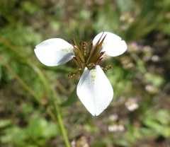 Moraea brevistyla