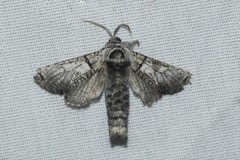 Inguromorpha basalis