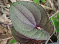Dioscorea alata