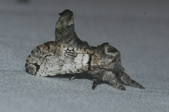 Inguromorpha basalis