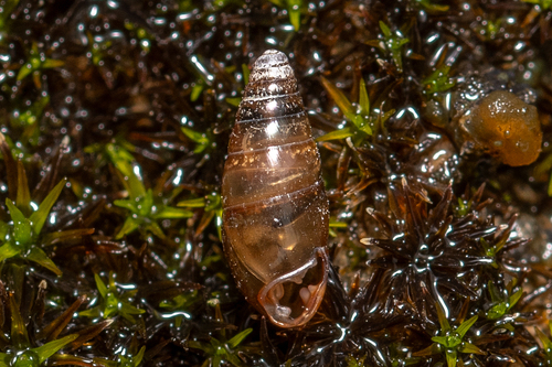 Three-toothed Moss-snail