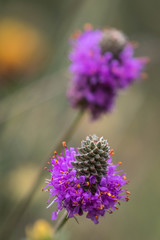 Dalea compacta pubescens