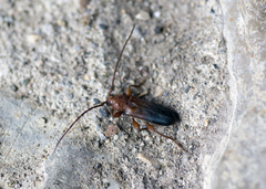 Phymatodes testaceus