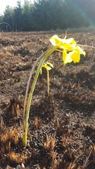 Moraea hiemalis