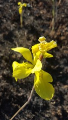 Moraea hiemalis