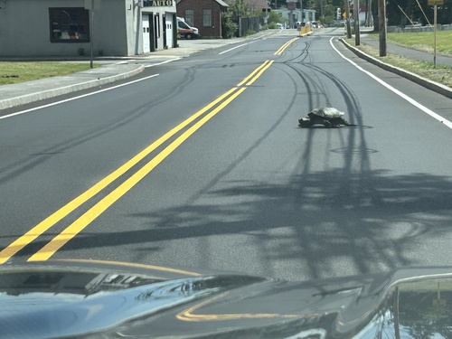 Snapping Turtle