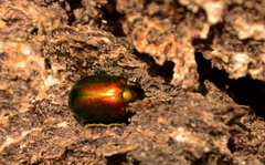 Oreina sulcata basilea