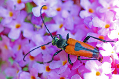Stictoleptura cordigera