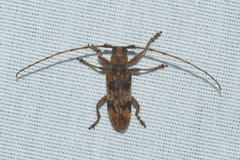 Goes variegatus