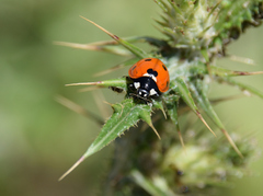 Coccinella septempunctata