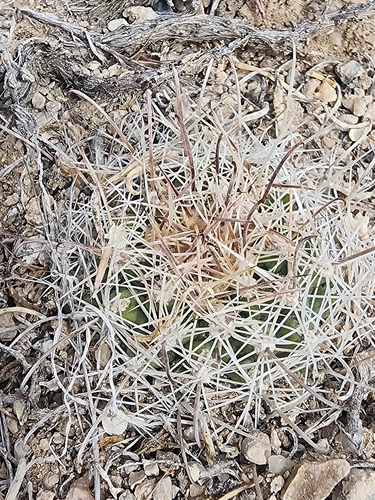 Sclerocactus pubispinus