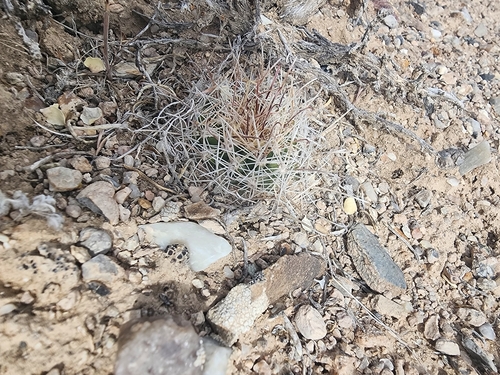 Sclerocactus pubispinus