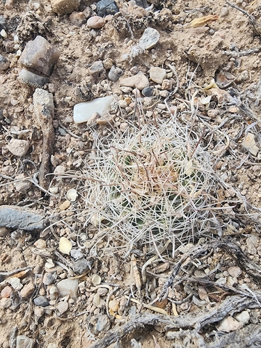 Sclerocactus pubispinus
