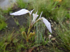 Moraea modesta