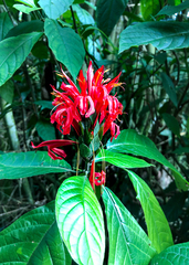 Pachystachys coccinea